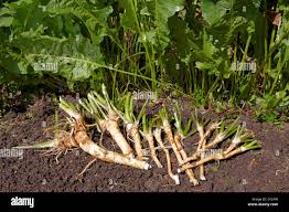 Attēlu rezultāti vaicājumam “Armoracia rusticana”