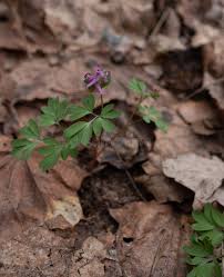 Attēlu rezultāti vaicājumam “Corydalis intermedia flower”