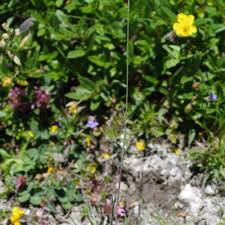 Attēlu rezultāti vaicājumam “Festuca ovina flower”