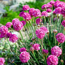 Attēlu rezultāti vaicājumam “Armeria vulgaris”