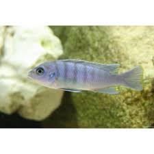 Risultati immagini per cynotilapia pulpican