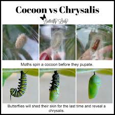 Attēlu rezultāti vaicājumam “cocoon”