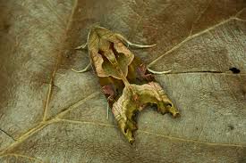 Attēlu rezultāti vaicājumam “Phlogophora meticulosa”