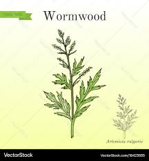 Attēlu rezultāti vaicājumam “Artemisia vulgaris leaf”