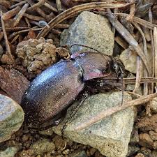 Attēlu rezultāti vaicājumam “Carabus nemoralis”