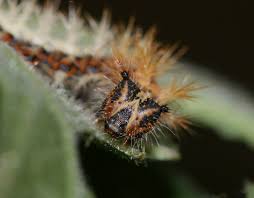 Attēlu rezultāti vaicājumam “Polygonia c-album larva”