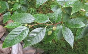 Attēlu rezultāti vaicājumam “Alnus”