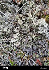 Attēlu rezultāti vaicājumam “Cladonia deformis”