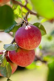 Attēlu rezultāti vaicājumam “Malus domestica fruit”
