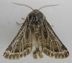 Attēlu rezultāti vaicājumam “Tholera decimalis male”