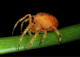 Attēlu rezultāti vaicājumam “Araneus quadratus”