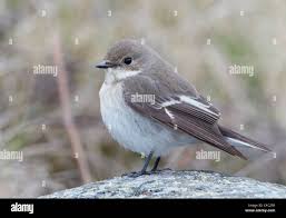 Attēlu rezultāti vaicājumam “Ficedula hypoleuca”