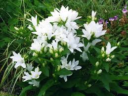 Attēlu rezultāti vaicājumam “Campanula glomerata leaf”