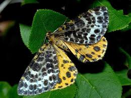 Attēlu rezultāti vaicājumam “Arichanna melanaria”