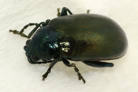 Attēlu rezultāti vaicājumam “Altica sp.”