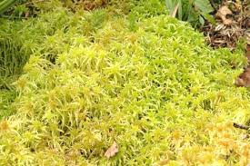 Attēlu rezultāti vaicājumam “Sphagnum fimbriatum”