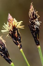 Attēlu rezultāti vaicājumam “Carex montana”