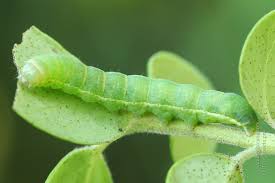 Attēlu rezultāti vaicājumam “Papestra biren”