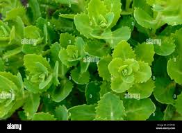 Attēlu rezultāti vaicājumam “Hylotelephium telephium leaf”