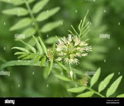 Attēlu rezultāti vaicājumam “Cardamine impatiens”