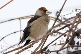 Attēlu rezultāti vaicājumam “Coccothraustes coccothraustes adult”