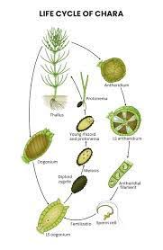 Attēlu rezultāti vaicājumam “Chara intermedia male”
