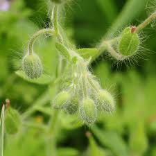 Attēlu rezultāti vaicājumam “Geranium sylvaticum bud”