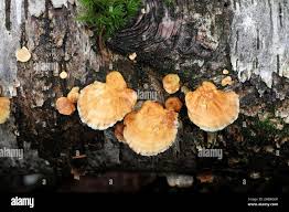 Attēlu rezultāti vaicājumam “Antrodiella semisupina”