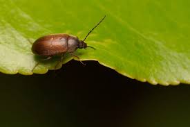 Attēlu rezultāti vaicājumam “Isomira murina”