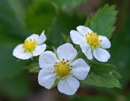 Attēlu rezultāti vaicājumam “Fragaria vesca flower”