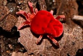 Attēlu rezultāti vaicājumam “Hydrachna”