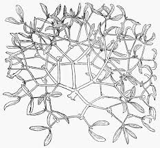 Attēlu rezultāti vaicājumam “Viscum album”