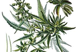 Attēlu rezultāti vaicājumam “Cannabaceae”