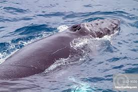 Image result for Megaptera novaeangliae