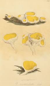 Attēlu rezultāti vaicājumam “Sowerbyella radiculata”