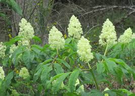 Attēlu rezultāti vaicājumam “Sambucus racemosa”