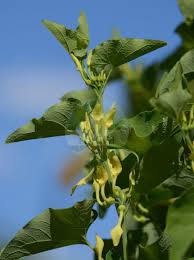 Attēlu rezultāti vaicājumam “Aristolochiaceae”