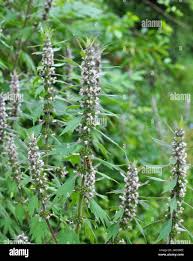 Attēlu rezultāti vaicājumam “Leonurus quinquelobatus leaf”