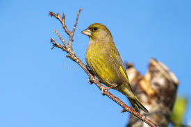 Attēlu rezultāti vaicājumam “Chloris chloris”