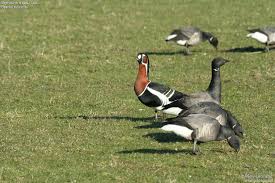 Attēlu rezultāti vaicājumam “Branta ruficollis adult”