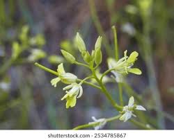 Attēlu rezultāti vaicājumam “Sisymbrium altissimum”