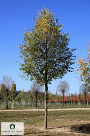 Attēlu rezultāti vaicājumam “Tilia cordata”