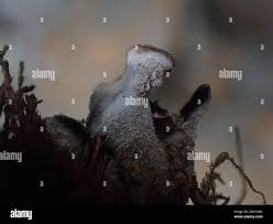 Attēlu rezultāti vaicājumam “Leptogium saturninum”