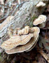 Attēlu rezultāti vaicājumam “Lenzites betulina”