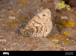 Attēlu rezultāti vaicājumam “Oeneis jutta underside”