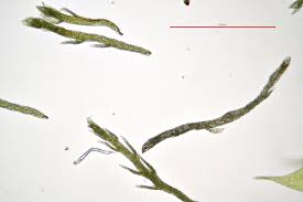 Attēlu rezultāti vaicājumam “Pseudotaxiphyllum elegans”