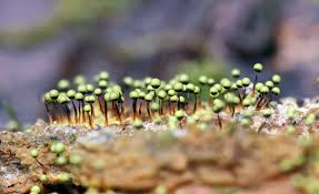 Attēlu rezultāti vaicājumam “Cribraria cancellata young”