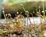 Attēlu rezultāti vaicājumam “Serpoleskea subtilis”