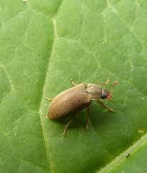 Attēlu rezultāti vaicājumam “Byturus tomentosus”