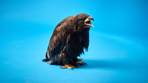 Image result for Palace Eagles Octopush Club